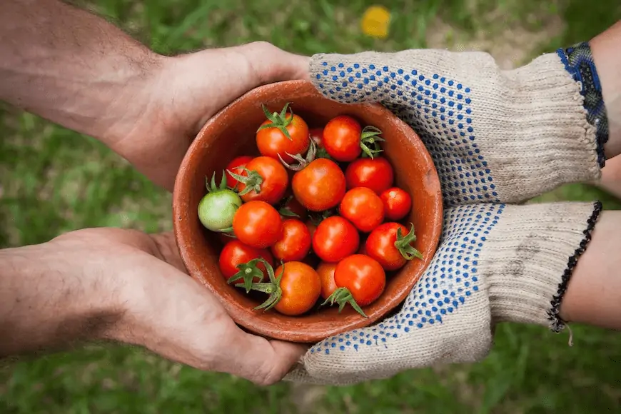 Farmer handing over fresh tomatoes in a bowl.